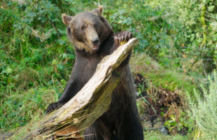 Etihad Cargo supports wildlife conservation with rescue of two brown bears from Russia to Ireland